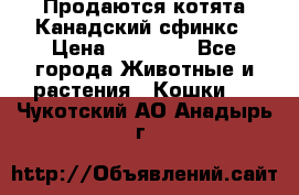 Продаются котята Канадский сфинкс › Цена ­ 15 000 - Все города Животные и растения » Кошки   . Чукотский АО,Анадырь г.
